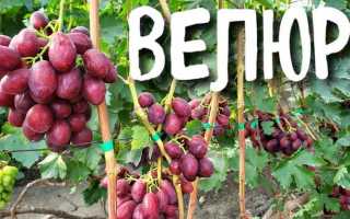 Виноград сорт Велюр: описание, правила выращивания, отзывы садоводов