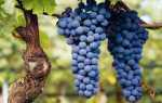 Сорт винограда Неббиоло: характеристика, правила выращивания, отзывы садоводов