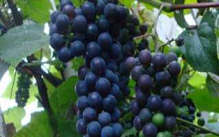 Виноград Альфа: описание сорта, фото, видео, отзывы садоводов