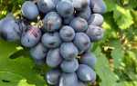 Виноград Посланник: характеристика, правила выращивания, отзывы садоводов