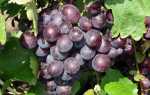 Виноград Тюльпан: описание сорта, правила выращивания, отзывы садоводов