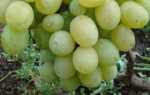 Виноград Озон: описание сорта, фото, отзывы садоводов
