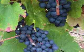 Виноград Бастардо: описание сорта, посадка, уход, отзывы садоводов