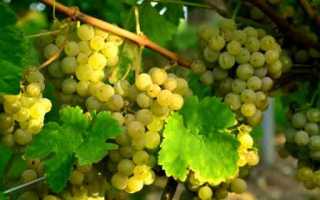 Виноград сорт Белый Жемчуг: описание, правила посадки и способы ухода
