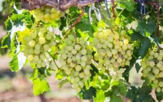 Виноград Жемчуг Сабо: характеристика, выращивание, отзывы садаводов
