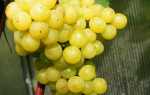 Виноград Лиепаяс Дзинтарс — характеристика и особенности выращивания сорта