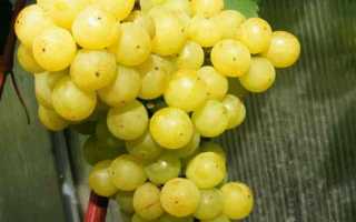 Виноград Лиепаяс Дзинтарс — характеристика и особенности выращивания сорта