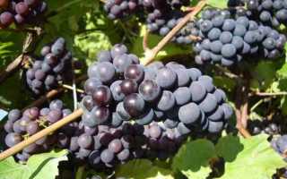 Виноград Северный Сладкий: описание сорта, правила посадки и способы ухода