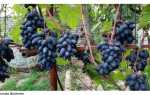 Виноград Доминик: описание сорта, фото, видео, отзывы садоводов