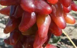 Виноград Оскар: описание и особенности выращивания сорта