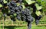 Виноград Регент: характеристика, правила выращивания, отзывы садоводов