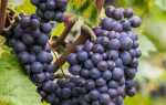 Виноград Кефесия: описание сорта, фото, отзывы садоводов