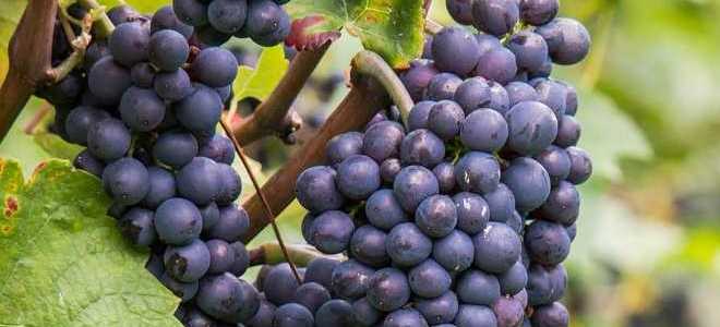 Виноград Кефесия: описание сорта, фото, отзывы садоводов