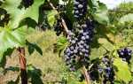 Виноград П-34: описание, правила выращивания, отзывы садоводов