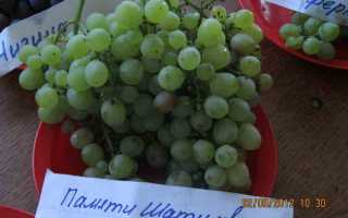 Виноград Памяти Шатилова: описание, правила выращивания, отзывы садоводов