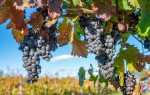 Виноград Мукузани: описание, правила выращивания, отзывы садоводов