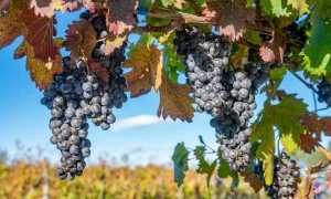 Виноград Мукузани: описание, правила выращивания, отзывы садоводов