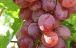 Виноград Джина: описание сорта, посадка, уход, фото, отзывы садоводов