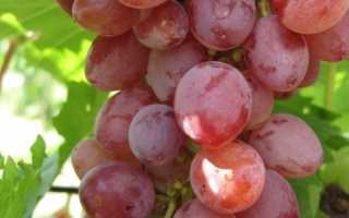 Виноград Джина: описание сорта, посадка, уход, фото, отзывы садоводов