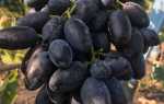 Виноград сорт Днепровский Сувенир: характеристика, правила выращивания, отзывы