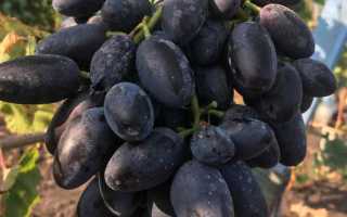 Виноград сорт Днепровский Сувенир: характеристика, правила выращивания, отзывы