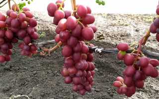 Виноград Пестрый: описание сорта, фото, видео, отзывы садоводов