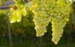 Виноград Совиньон Блан: характеристика, правила выращивания, отзывы садоводов