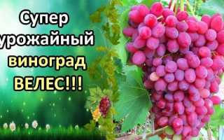 Виноград кишмиш Велес: описание сорта, фото, отзывы садоводов