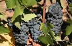 Виноград Пинотаж: характеристика, правила выращивания, отзывы садоводов