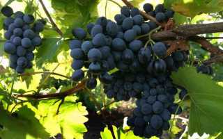Виноград Декабрьский — описание и правила выращивания сорта