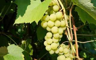 Виноград сорт Шасла Гайлюнаса: описание, выращивание, отзывы садоводов