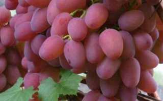 Виноград Гелиос: характеристика, правила выращивания, отзывы садоводов