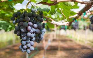 Виноград Цимлянский черный: характеристика, правила выращивания и особенности сорта