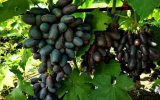 Виноград сорт Рембо: описание, посадка, уход, отзывы  садоводов