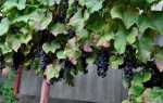Виноград Гленора сидлис: главные характеристики и правила выращивания сорта