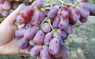 Виноград Урум: описание сорта, фото, видео, отзывы садоводов
