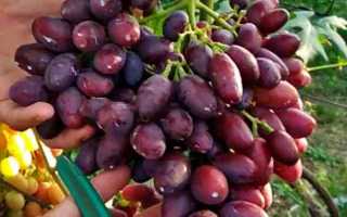 Сорт винограда Талдун: описание, правила выращивания, отзывы садоводов