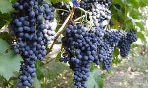 Виноград Красень: описание сорта, фото, видео, отзывы садоводов