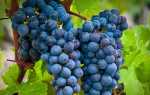 Лучшие сорта винограда для вина