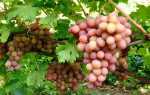 Виноград сорт Богема: описание, правила выращивания, отзывы садоводов