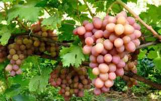 Виноград сорт Богема: описание, правила выращивания, отзывы садоводов