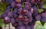 Виноград сорт Клубничный: описание, правила выращивания, отзывы садоводов