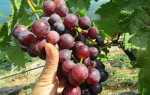 Виноград сорт Днепровская Красавица: описание, правила выращивания, отзывы садоводов