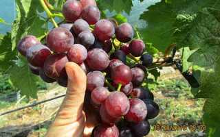 Виноград сорт Днепровская Красавица: описание, правила выращивания, отзывы садоводов