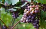 Виноград сорт Эталон: характеристика, правила выращивания, отзывы садоводов
