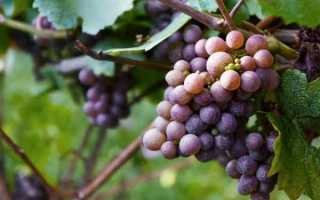 Виноград сорт Эталон: характеристика, правила выращивания, отзывы садоводов