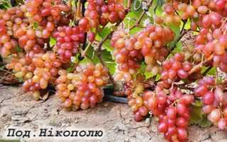Виноград Подарок Никополю: описание сорта, фото, отзывы садоводов