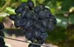 Виноград Ромбик: описание сорта, фото, отзывы садоводов