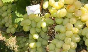 Виноград кишмиш Золотце: описание сорта, посадка, уход, отзывы садоводов