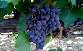 Виноград Кишмиш Юпитер: описание сорта, посадка, уход, отзывы садоводов